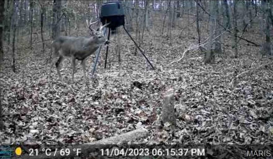 Looking for a very affordable small area to hunt for deer and turkey?  This .39 acres off of Hwy 60 at Van Buren MO, is the perfect spot.  Amongst the trees you can find deer and turkey.  The property could have various other uses as well.  Take a look and let the ideas begin. Additional Rooms: Other