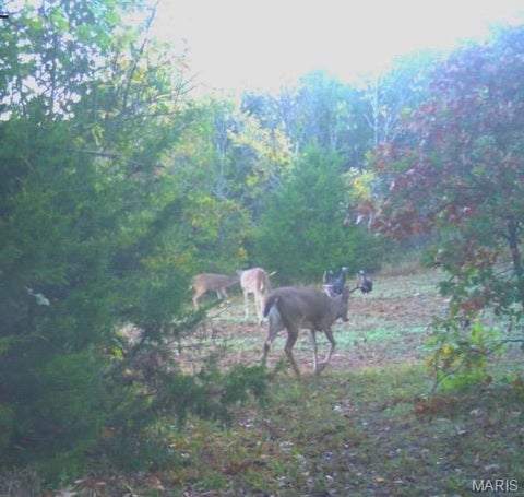 Tiny photo for 14509 Highway YY, Frankford, MO 63441 (MLS # 26066059)