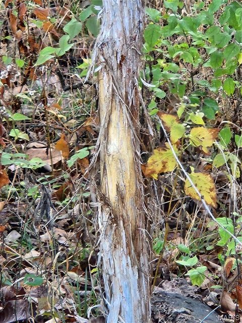 Tiny photo for 0 County Road 197 - Tract 6 (11+/- Acres), Williamsburg, MO 63388 (MLS # 26022974)