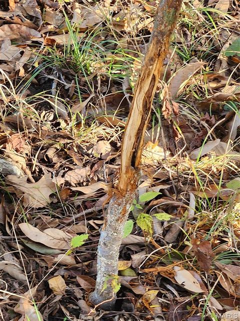 Tiny photo for 0 County Road 197 - Tract 6 (11+/- Acres), Williamsburg, MO 63388 (MLS # 26022974)