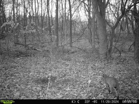 Tiny photo for 19358 Highway FF, New London, MO 63459 (MLS # 25034542)