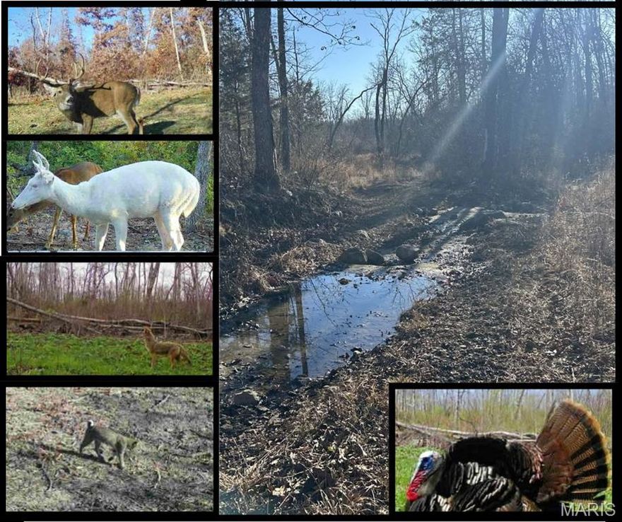 Secluded, wooded acreage accessed by easement through neighboring properties, offering exceptional privacy and a true retreat setting. The property has been developed for deer hunting with an established 3-acre food plot that could be expanded to approximately 5 acres, plus an additional 1.5-acre food plot. Interior roads and trails have been cut to allow easy access throughout the property. A wet weather creek enhances the natural terrain and wildlife habitat. Lots of deer, turkey and bobcat!! Located just over an hour from St. Louis, this property is well suited for recreational use, hunting, or as a private setting to build a dream home.