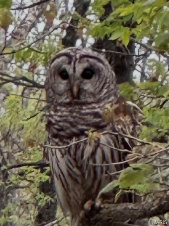 Clermont Estates - Residential