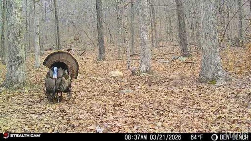 Escape to your own private outdoor paradise with this incredible 120 acre wooded retreat, perfectly designed for hunters, campers, hikers, and adventure seekers. Sitting at the base of the Rockpile Mountain Wilderness Area, this property offers direct access to over 4,000 acres of adjoining government ground on two sides—expanding your playground well beyond your own boundaries.
A scenic creek winds next to the camping area, attracting abundant wildlife and creating the perfect backdrop for your outdoor getaway. Multiple established food plots enhance hunting potential, while a perimeter trail and additional SxS trails provide easy access throughout the property—ideal for riding, exploring, or managing the land.
A thoughtfully cleared and leveled campsite is already in place, complete with a 50-amp camper hookup, making it ready for weekend escapes or extended stays. Whether you’re setting up camp under the stars, tracking game, or simply enjoying the peace and quiet of nature, this property delivers.
If you’ve been searching for a turn-key recreational tract with unmatched access, privacy, and endless possibilities—this is it.