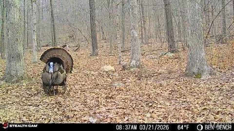 Photo of 0 Highway O, Fredericktown, MO 63645 (MLS # 26018943)