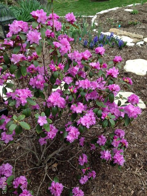 Tiny photo for 1889 N Signal Hills Drive Dr, Kirkwood, MO 63122 (MLS # 26004768)