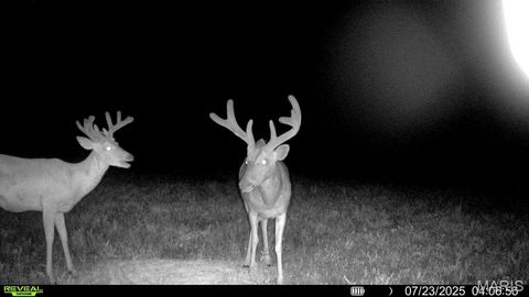 Tiny photo for 0 Cave Farm Rd. (37+/- Acres), Troy, MO 63379 (MLS # 25061298)