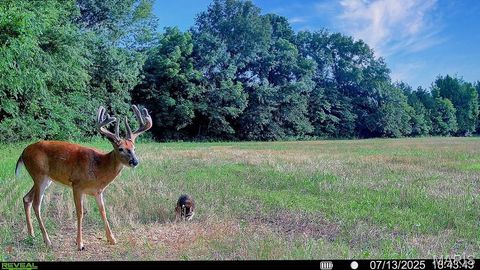 Tiny photo for 0 Cave Farm Rd. (37+/- Acres), Troy, MO 63379 (MLS # 25061298)