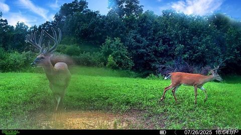 Tiny photo for 0 Cave Farm Rd. (37+/- Acres), Troy, MO 63379 (MLS # 25061298)