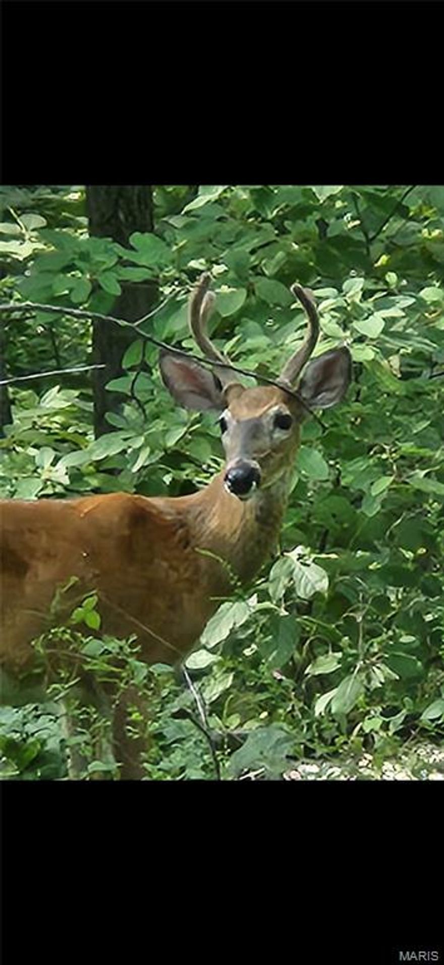 Discover a rare and coveted chance to build your custom home on nearly three wooded acres in sought-after Wright City.  This exceptional property delivers tranquil, unmatched privacy, and wildlife all around. While the surroundings feel like your own private retreat, you’re still only minutes from nearby shopping, dining and urban conveniences that make this a very desirable place to live. A stunning acreage opportunity for those seeking both privacy and proximity – truly one you won't want to miss.  Property is off of a paved road and has access to electric, and shared well available.  Property is unrestricted.