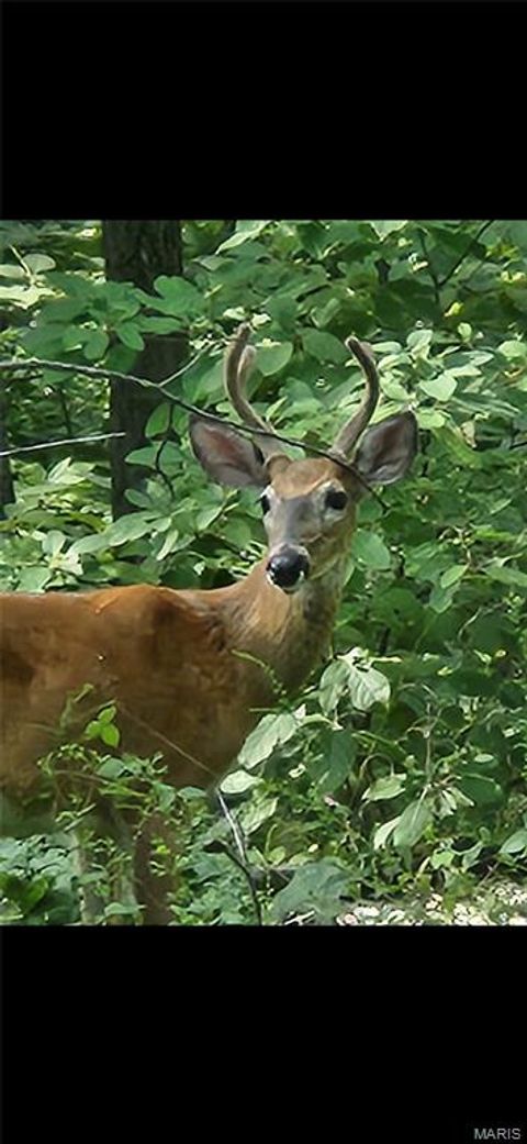 1855 Rock Springs Road Wright City MO 63390