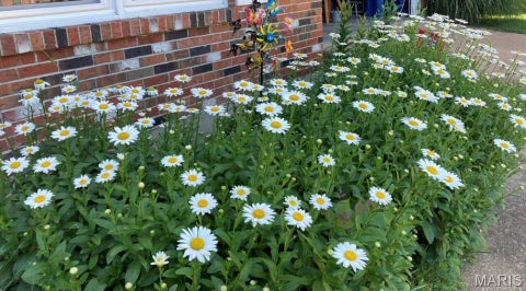 Tiny photo for 176 Spring Oaks Drive, Ballwin, MO 63011 (MLS # 26060849)