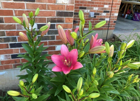 Tiny photo for 176 Spring Oaks Drive, Ballwin, MO 63011 (MLS # 26060849)