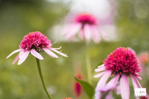 Tiny photo for 55 S Gore Ave #1 H, Webster Groves, MO 63119 (MLS # 26001069)