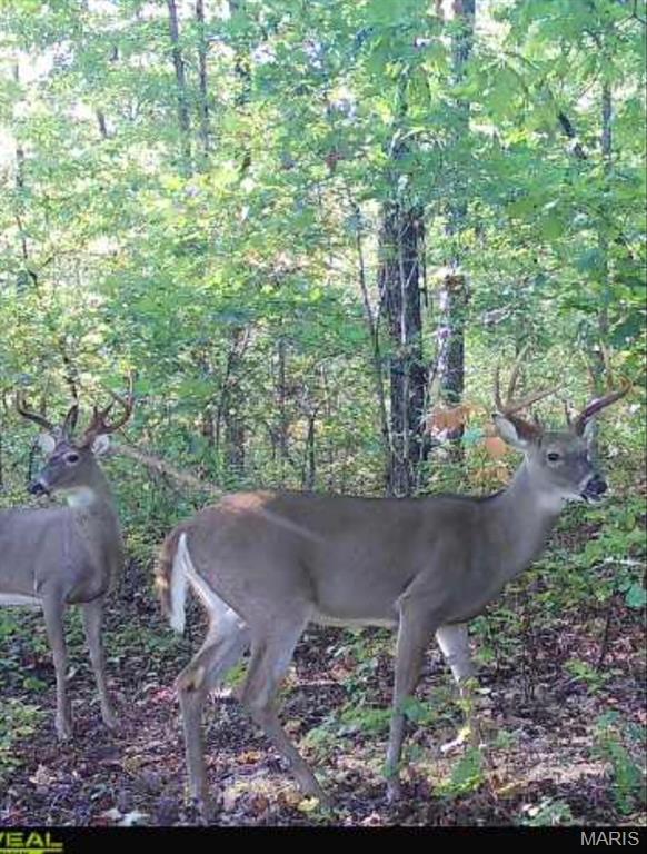 Chaparral - Residential