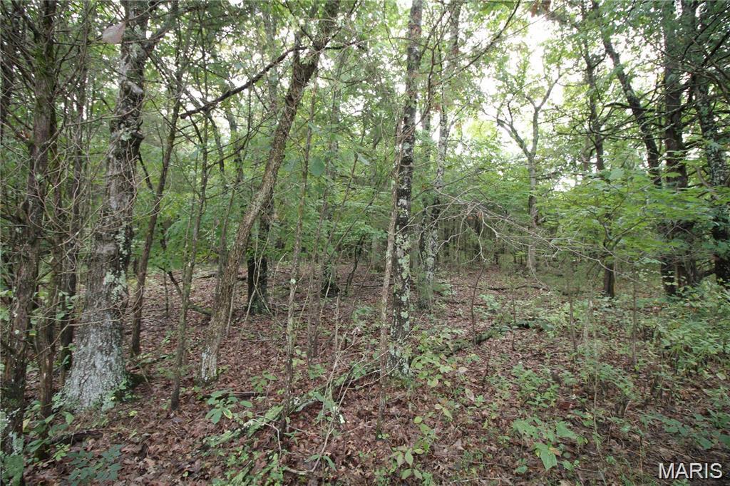 Raintree Forest - Land