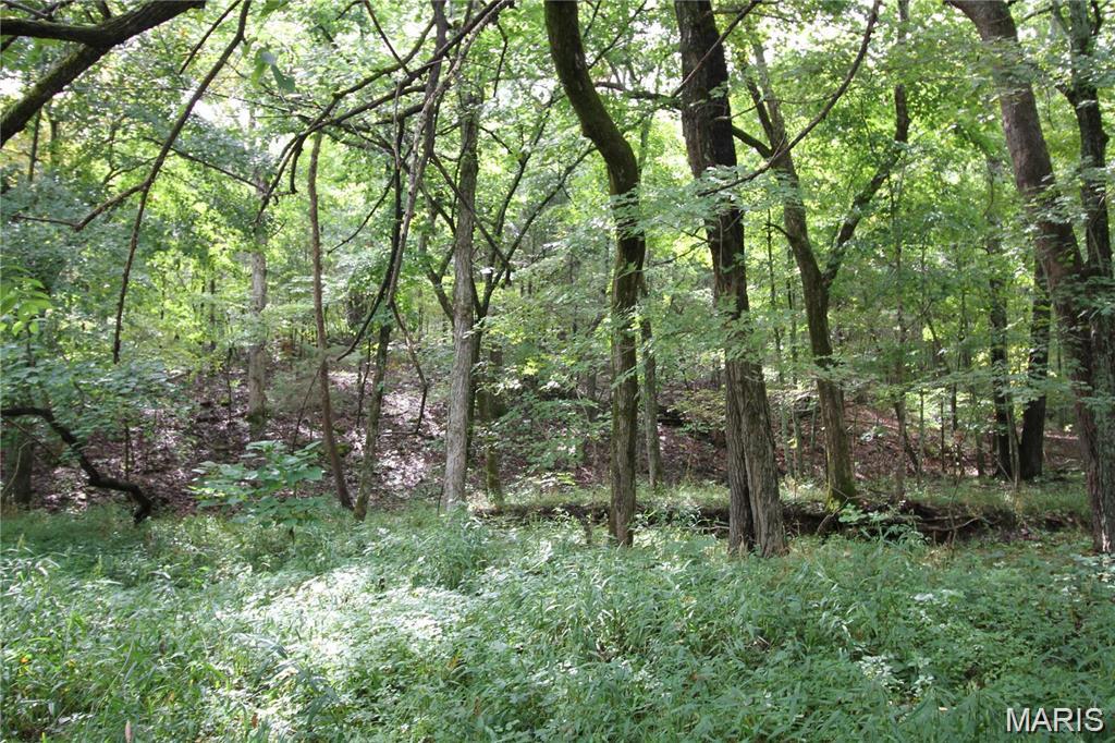 Raintree Forest - Land