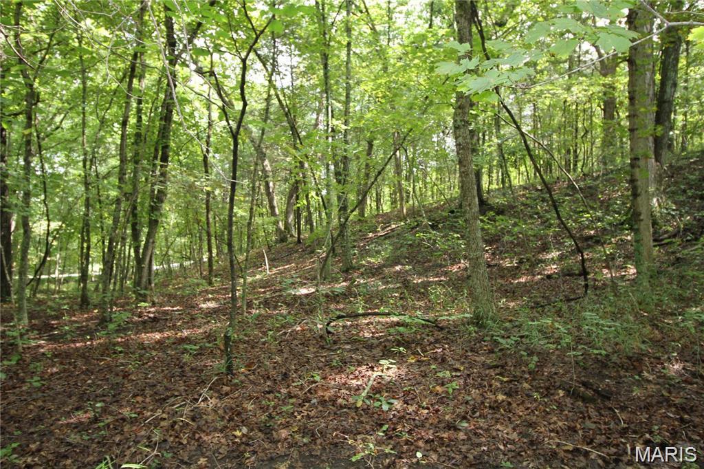 Raintree Forest - Land