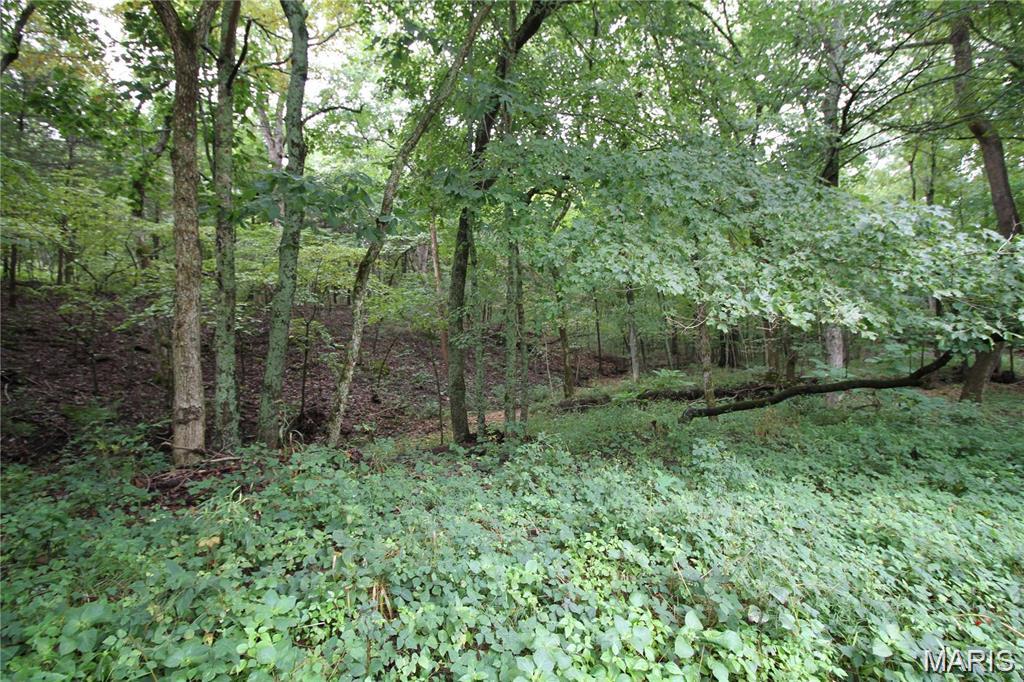 Raintree Forest - Land