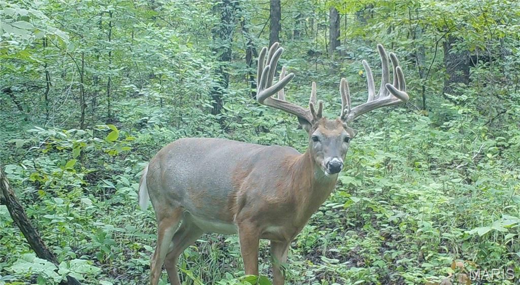 Photo of 00 Missouri D Highway, Marthasville, MO 63357 (MLS # 26007906)