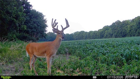 Tiny photo for 0 Walnut Hill Ln. (36.31+/- Acres), Elsberry, MO 63343 (MLS # 26046398)