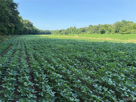 Tiny photo for 0 Walnut Hill Ln. (36.31+/- Acres), Elsberry, MO 63343 (MLS # 26046398)