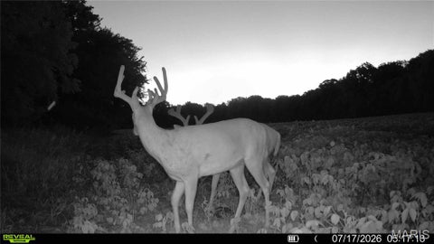 Tiny photo for 0 Walnut Hill Ln. (36.31+/- Acres), Elsberry, MO 63343 (MLS # 26046398)