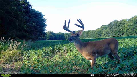 Tiny photo for 0 Walnut Hill Ln. (36.31+/- Acres), Elsberry, MO 63343 (MLS # 26046398)