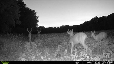 Tiny photo for 0 Walnut Hill Ln. (36.31+/- Acres), Elsberry, MO 63343 (MLS # 26046398)