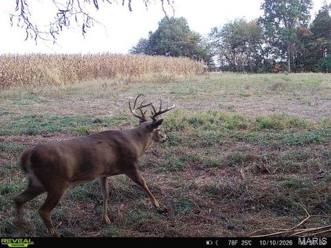 Tiny photo for Curryville, MO 63359 (MLS # 26022695)