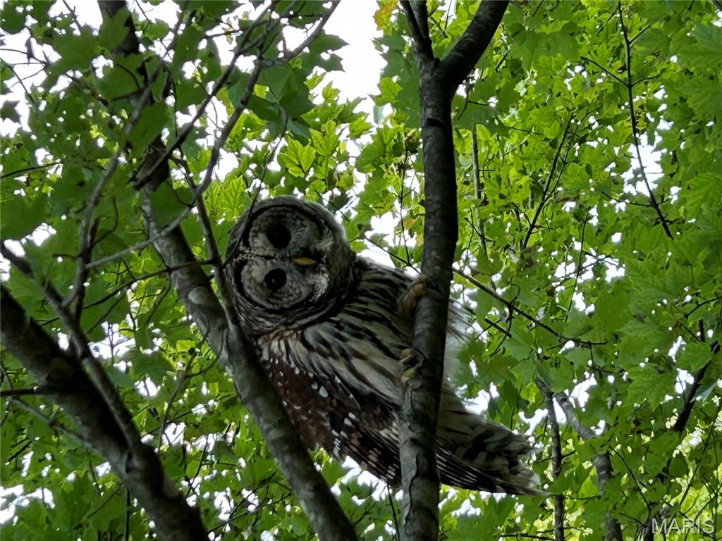 Country Club Green - Residential