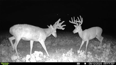 Tiny photo for 0 Highway D - Tract 6 (22+/- Acres), Eolia, MO 63344 (MLS # 25073444)