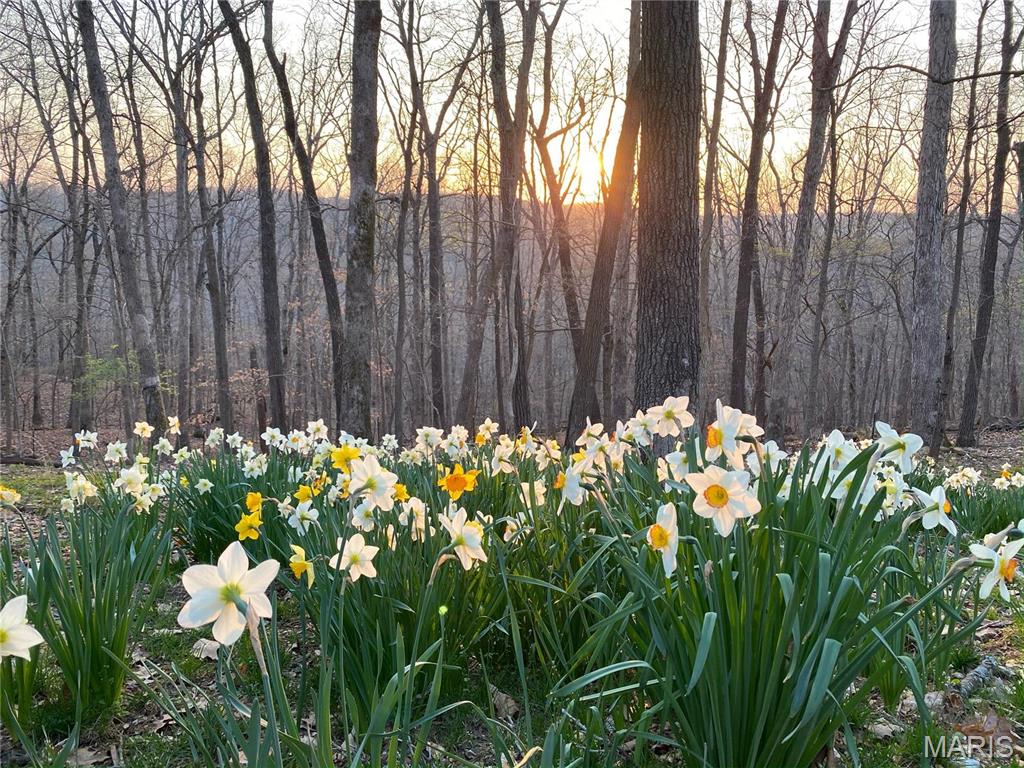 Clarissa A Burt and Chateau Forest - Residential