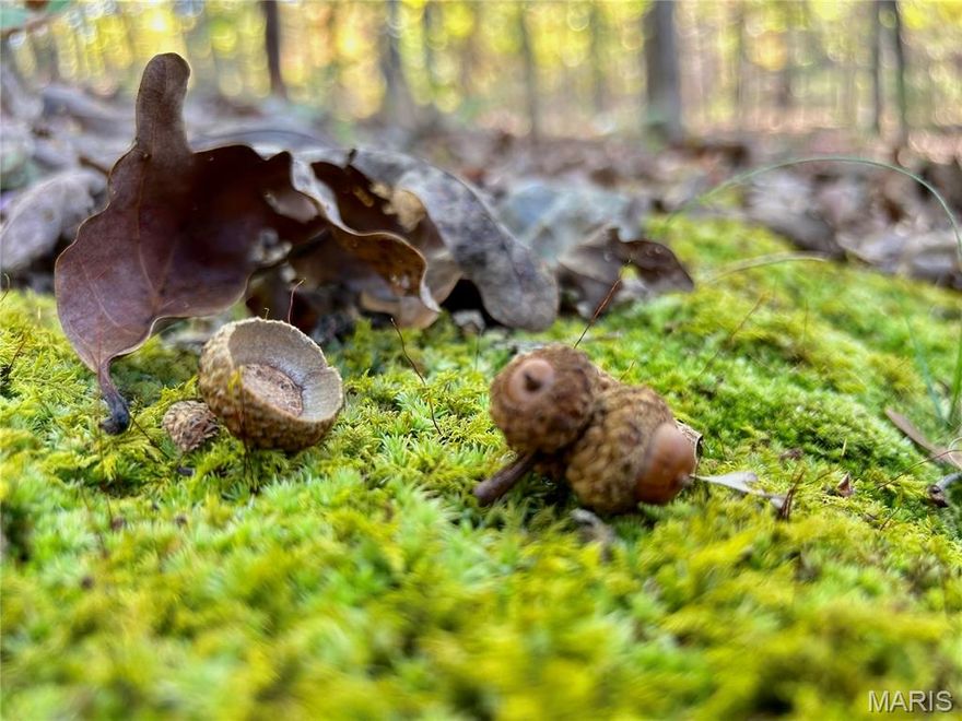 This 41+/- acres of adventure is awaiting its new owner!! If you are looking for a versatile property to hunt, explore, build your dream home & be 7 minutes from Salem, then this one is worth your time to look at. The property has marketable timber including ancient white oak, red oak & hickory. Trails through the woods. There are many locations to build your dream home in a private and peaceful setting. This property is located on a well-maintained chip and seal road with a private entrance off of county road 4210. Located within a few minutes of Shawnee Mac Lakes and Mark Twain National Forest. Within 30 minutes of the Current River & Meramec River. For the avid hunters, this property also provides an abundance of Deer and Turkey. Property will be surveyed prior to closing. Multiple adjoining tracts if you want to purchase more! Call to schedule your private showing today!!