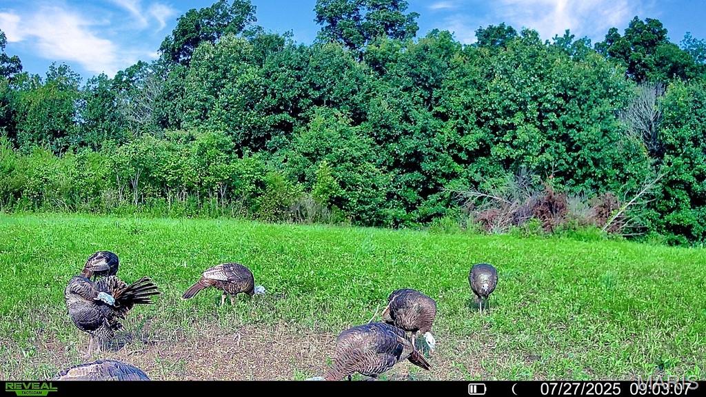 0 Cave Farm Rd. (15.4+/- Acres)