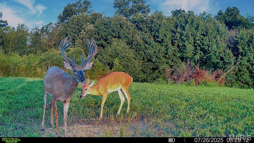 0 Cave Farm Rd. (49.91+/- Acres)