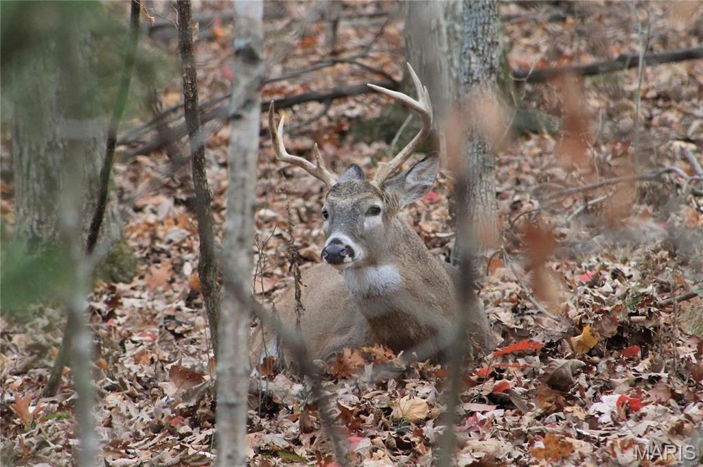 Lake Sherwood Estates - Land