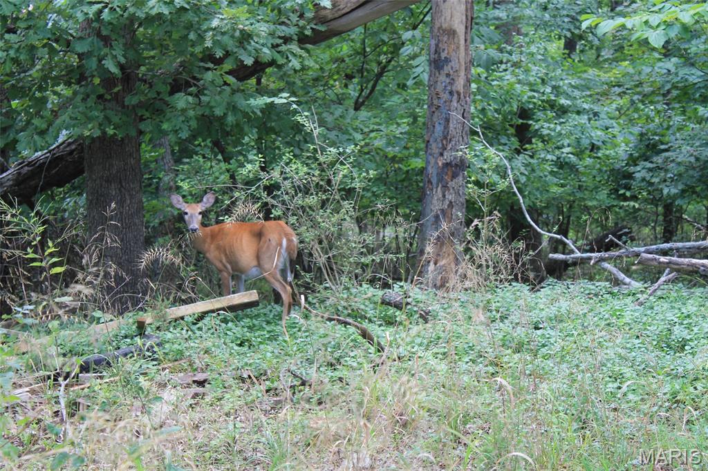 Lake Sherwood Estates - Land
