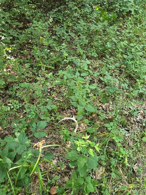 Tiny photo for 28450 Highway M, Middletown, MO 63359 (MLS # 25054742)
