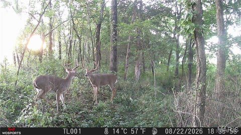 Tiny photo for 0 Russell Rd. (Tract 5 - 24.80+/- Acres), Troy, MO 63379 (MLS # 26060016)