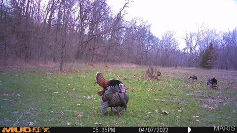 Tiny photo for 18128 County Road 7520, Newburg, MO 65550 (MLS # 26068157)