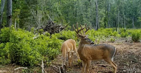 Tiny photo for 1 Furnace Creek Road, Potosi, MO 63664 (MLS # 26022877)