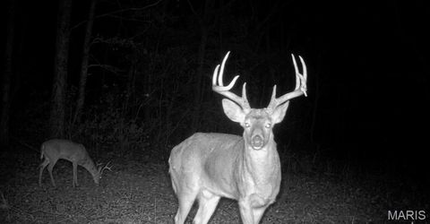 Tiny photo for 1 Furnace Creek Road, Potosi, MO 63664 (MLS # 26022877)