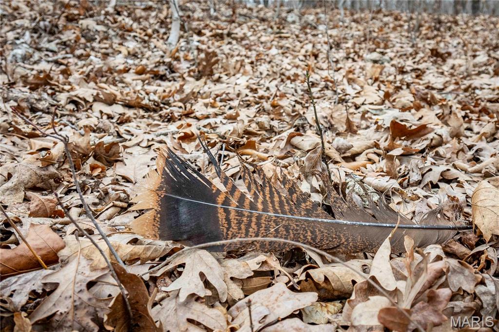 113 E Koester Springs Road