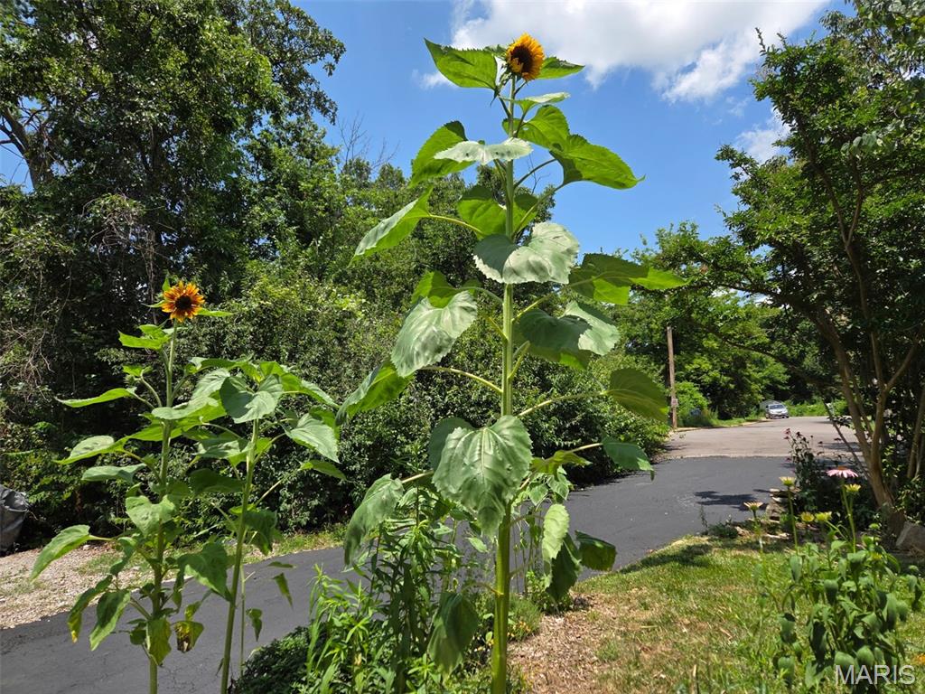 St Louis, Missouri 63129, United States, 3 Bedrooms Bedrooms, ,2 BathroomsBathrooms,Residential,Active,158576