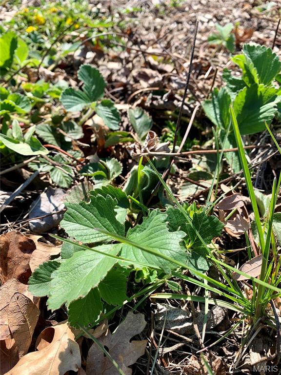 Shady Oaks - Residential