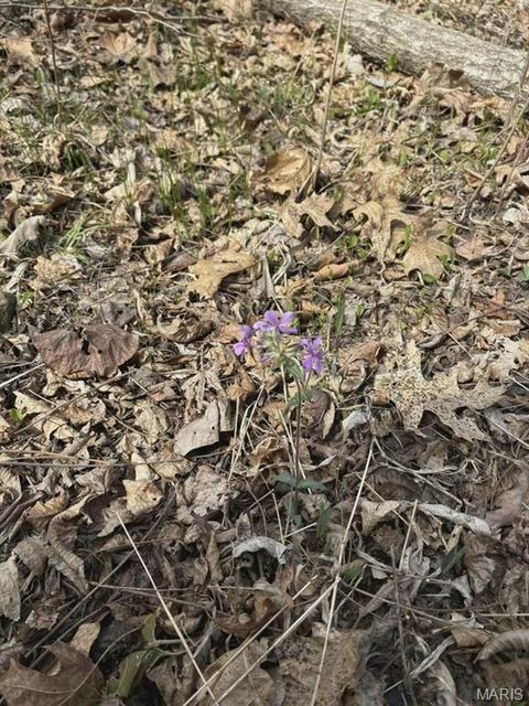 Tiny photo for 3528 M- County Road 329, Ava, MO 65608 (MLS # 26023977)