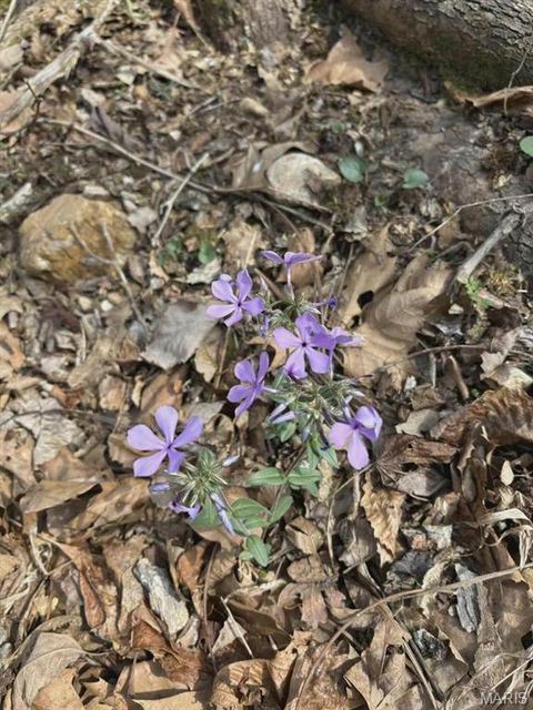 Tiny photo for 3528 M- County Road 329, Ava, MO 65608 (MLS # 26023977)
