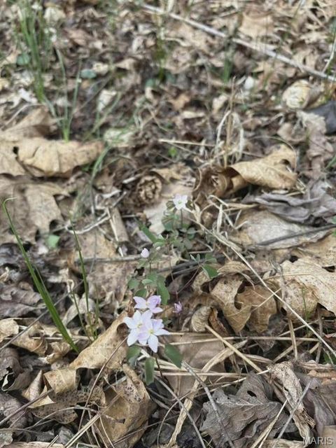 Tiny photo for 3528 M- County Road 329, Ava, MO 65608 (MLS # 26023977)