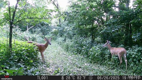 Tiny photo for Curryville, MO 63339 (MLS # 25045755)
